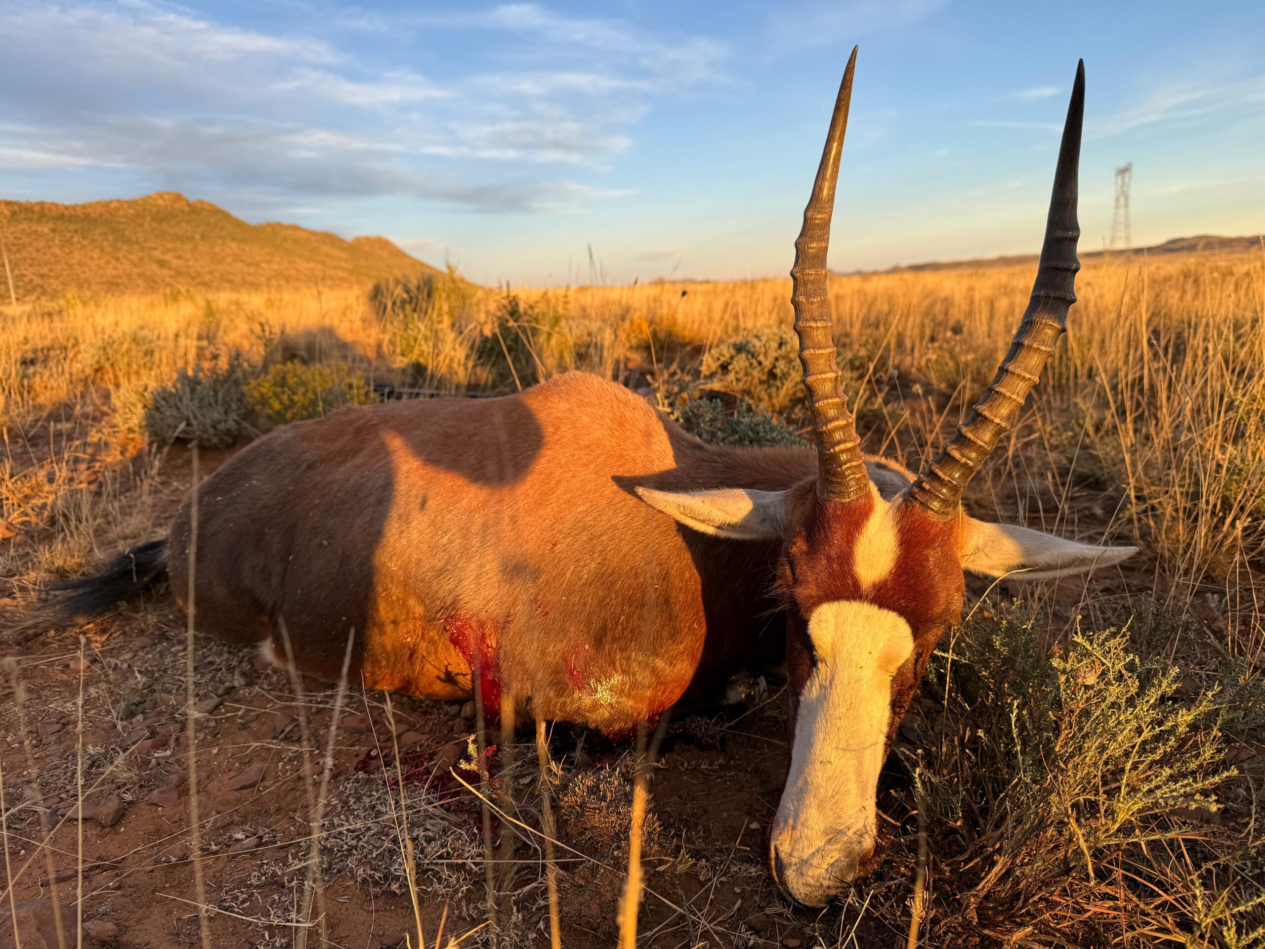Blesbok Trophy Blesbok Trophy