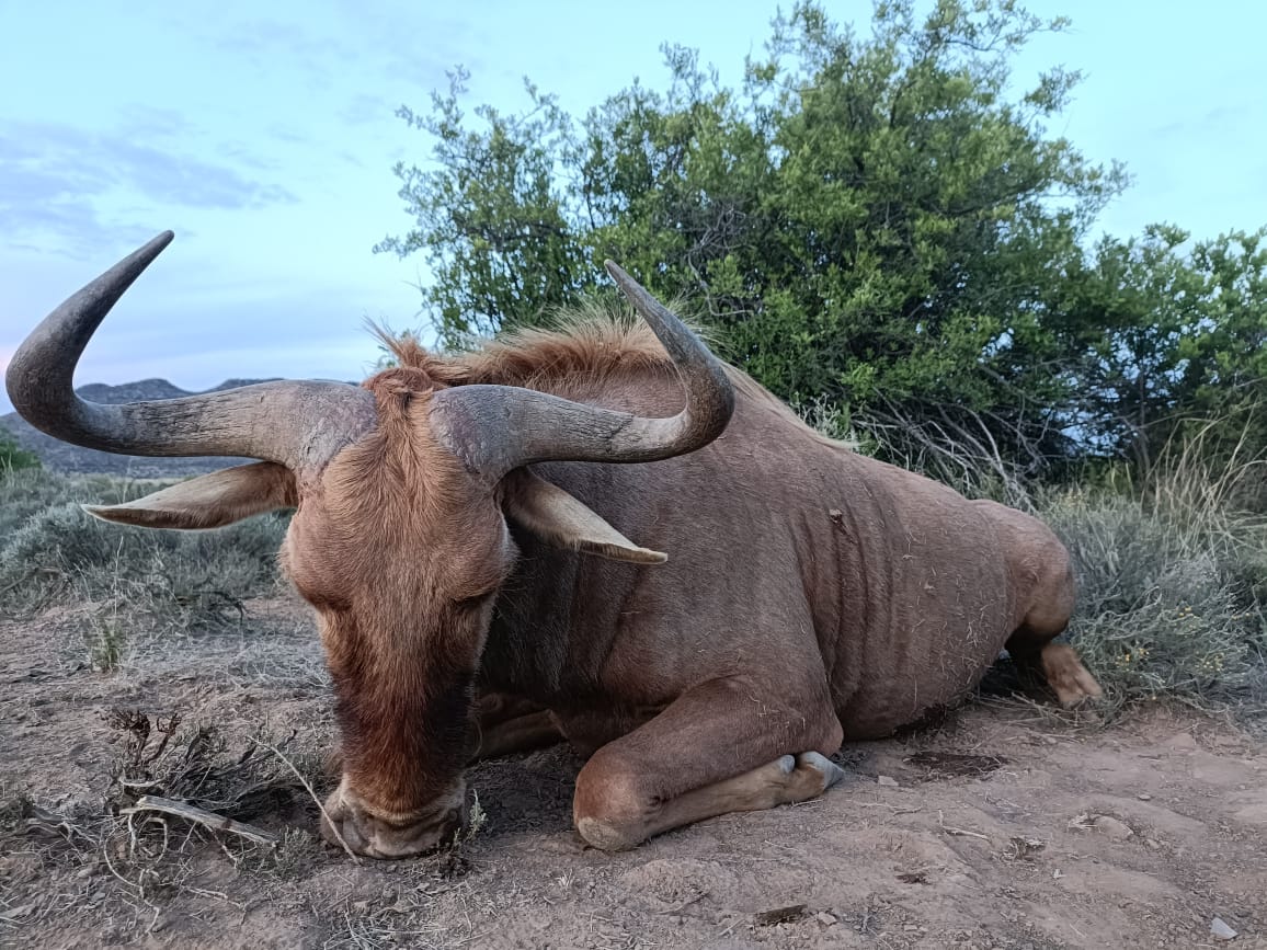 Blue Wildebeest Trophy