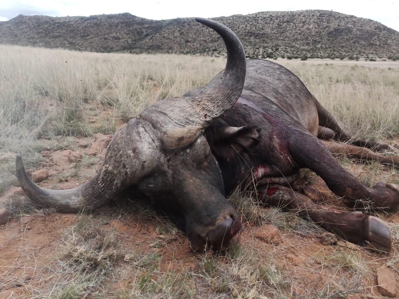 Buffalo Trophy Buffalo Trophy